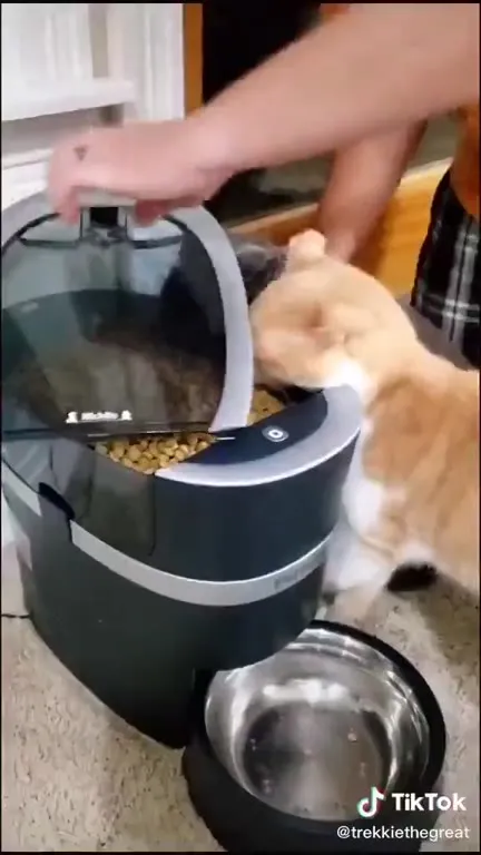 Кот исчезает рядом с кормушкой
