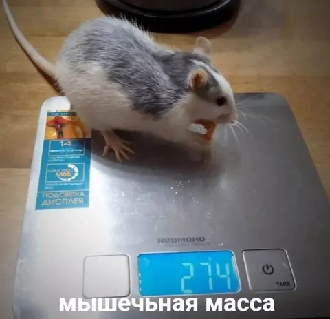 Мышечная масса мыши
