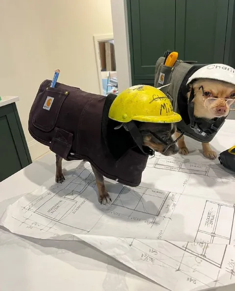 Dogs Working Construction Site