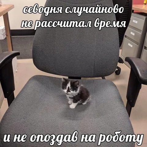 Кот не опоздал на работу