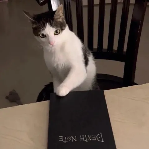 Cat Holding Death Note