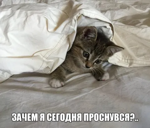 Зачем я сегодня проснулся