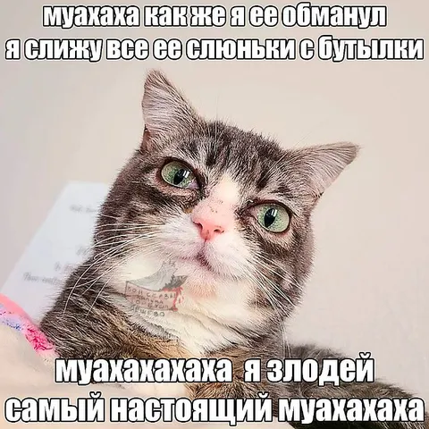 Кот украл слюньки с бутылки
