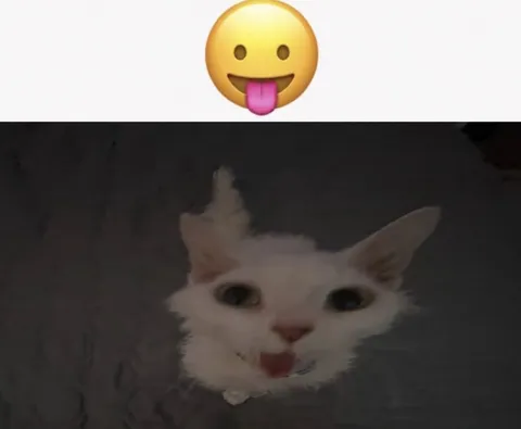 Кот с высунутым языком