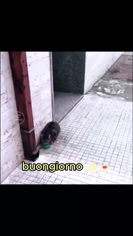 Buongiorno al gatto italiano