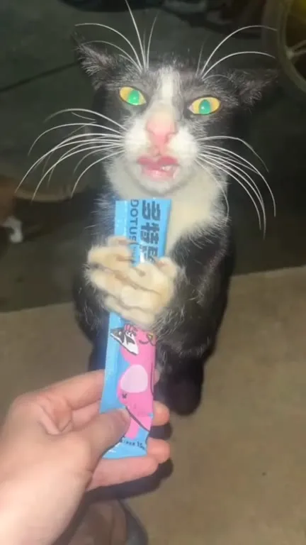 猫咪抢猫条