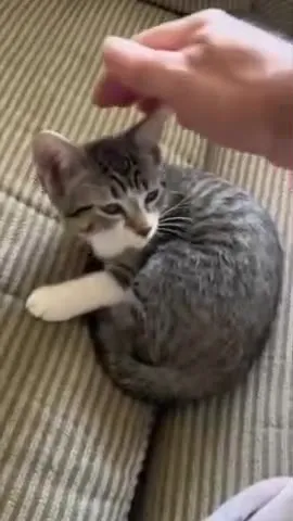 Котёнок просит внимания