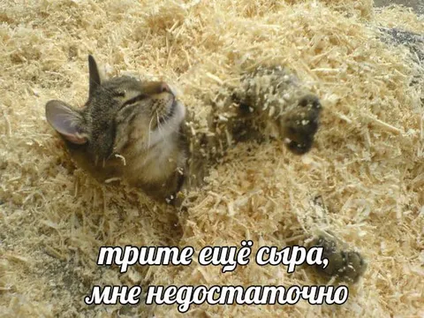 Кот требует ещё сыра