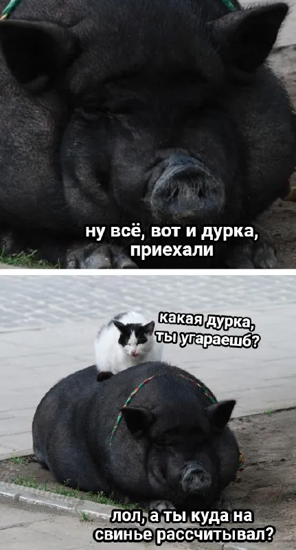 Свинья и кошка на прогулке