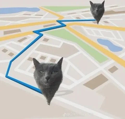 Коты заблудились на карте