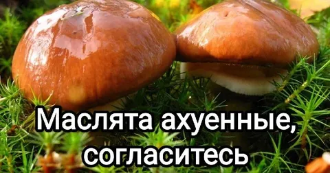 Маслята ахуенные