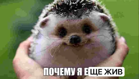 Почему я еще жив