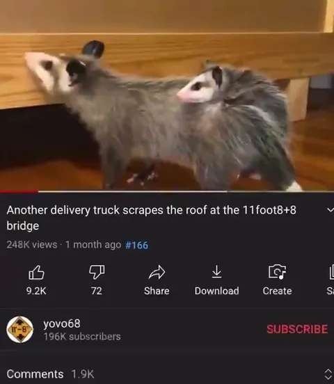 Opossum Meets the 11 Foot 8 Bridge