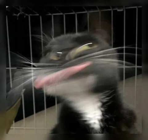 Кот с высунутым языком