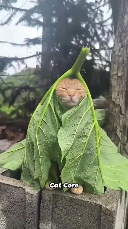 Cat Core Compilation