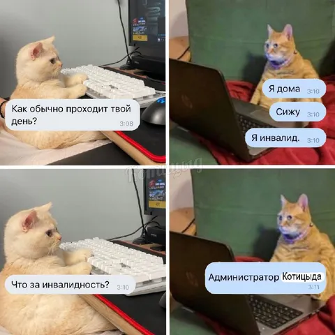 Кот-инвалид за ноутбуком