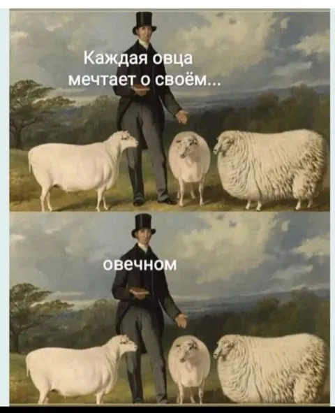 Каждая овца мечтает о своём овечном