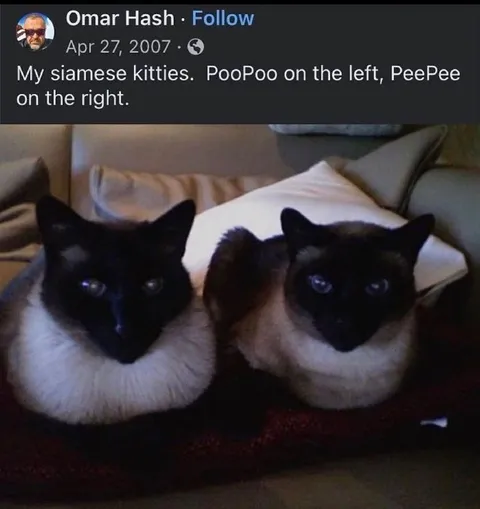 My Siamese Kitties