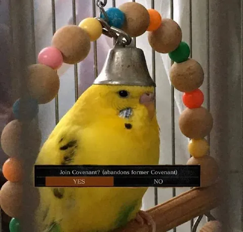 Join Covenant Budgie