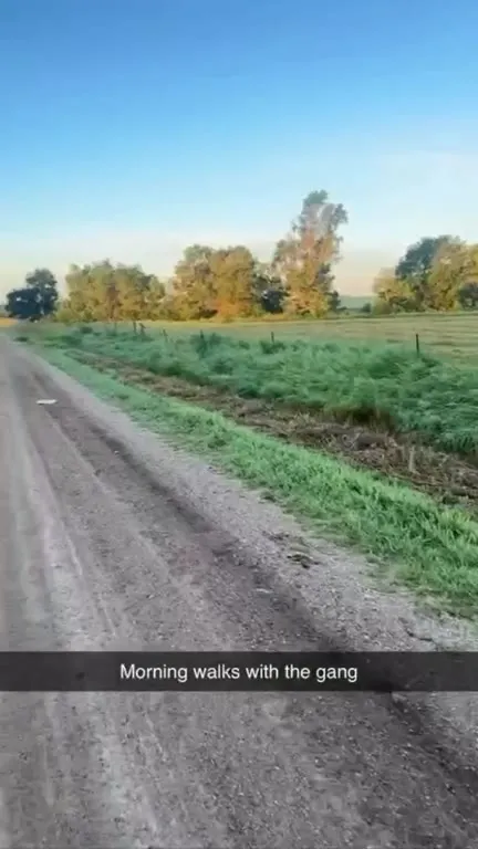 Morning Walks with the Gang