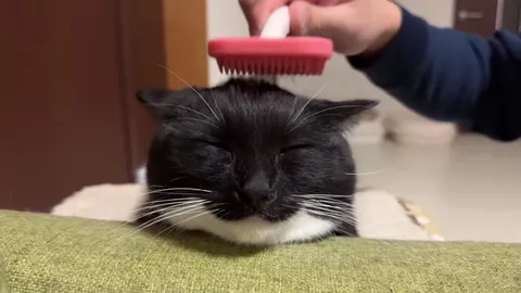 Кот наслаждается расчёсыванием