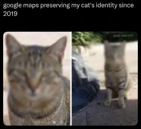 Google Maps Preserving My Cat's Identity