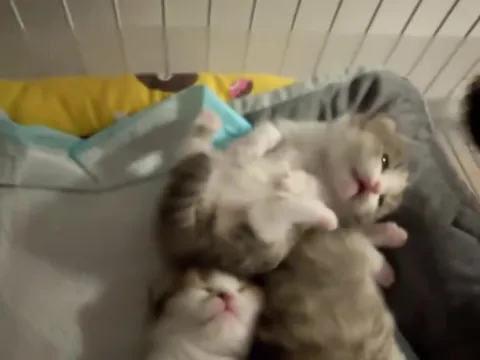 Котёнок барахтается в куче котят