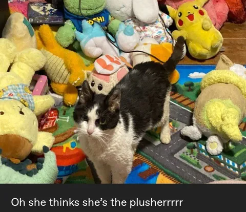 Cat Thinks She’s a Plushie