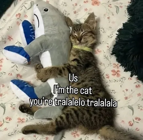 Cat Hugging a Shark Plushie