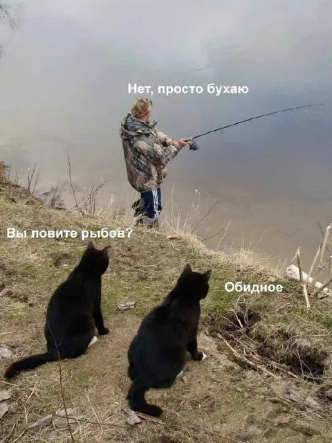 Коты и неудачная рыбалка