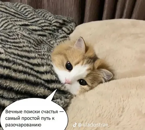 Вечные поиски счастья