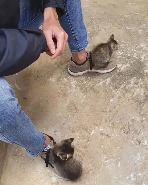 Котята в кроссовках