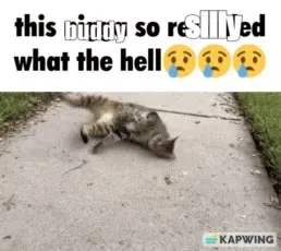 This Kitty So Relieved