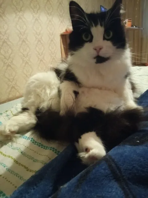 Кот в странной позе