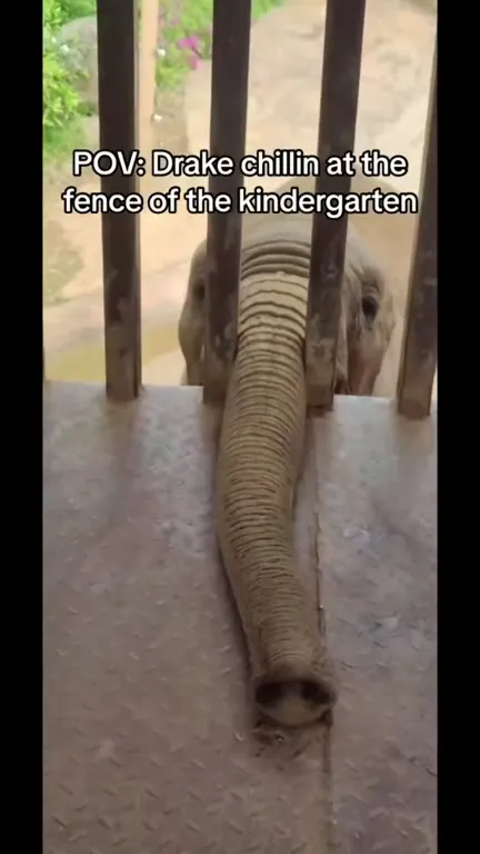 Drake at the Kindergarten Fence