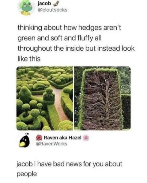 Hedges Are Fluffy Inside