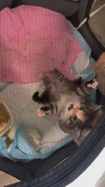 Котята устроили борьбу в переноске