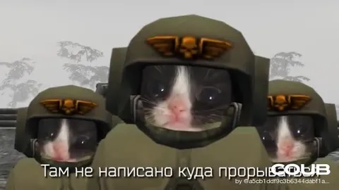 Котики идут на прорыв