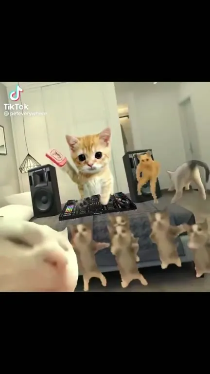 Котята устроили дискотеку
