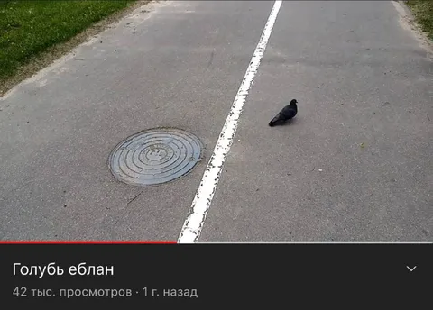 Голубь еблан на дороге