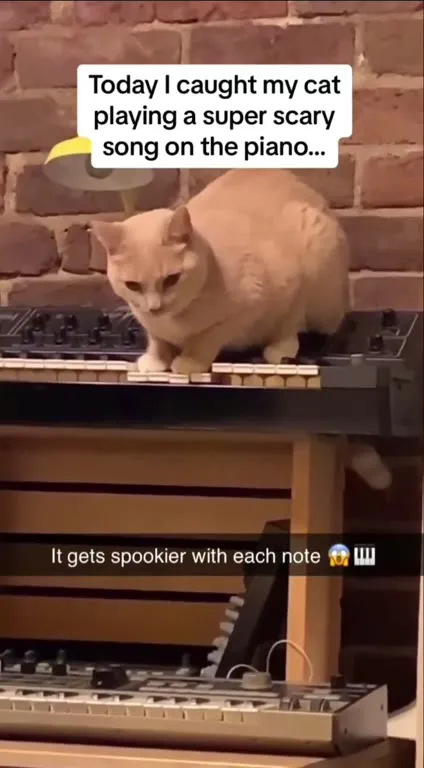 Cat Plays a Spooky Piano Song