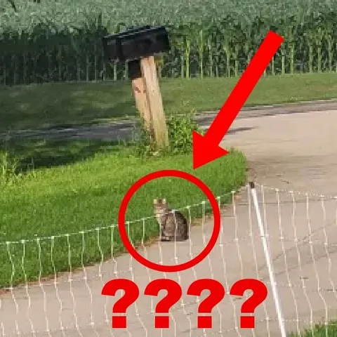 Что это за зверь?