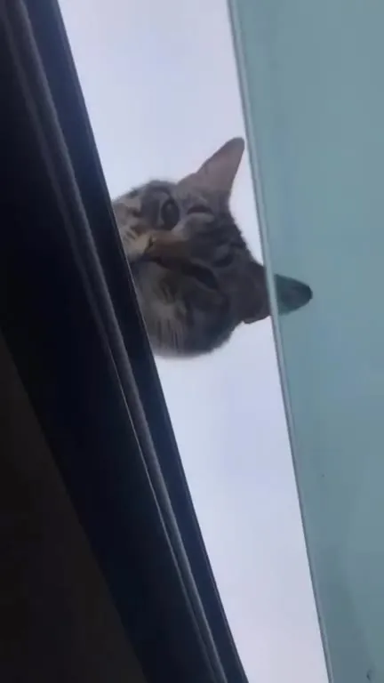 Cat Falls in Love With the Car