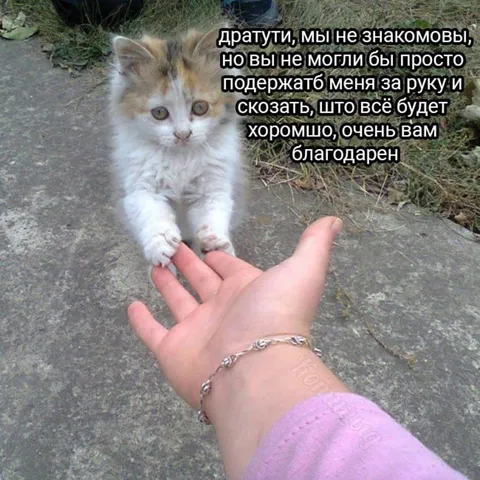 Котёнок просит подержать за руку