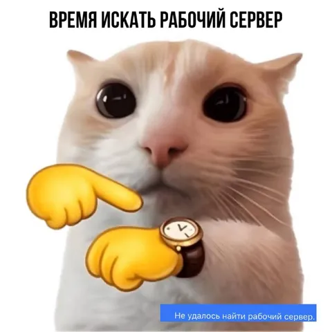 Кот ищет рабочий сервер