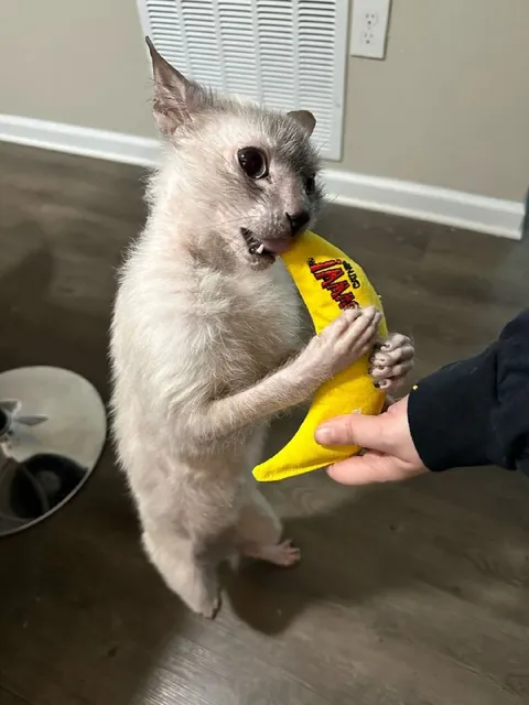 Cat Clutches Its Banana