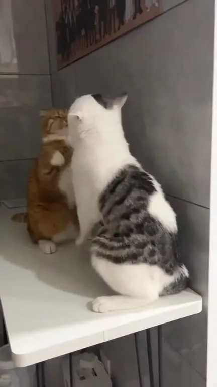 Коты выясняют отношения
