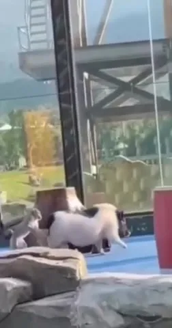 Коты исследуют замок