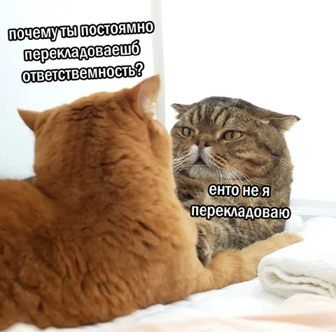 Коты перекладывают ответственность