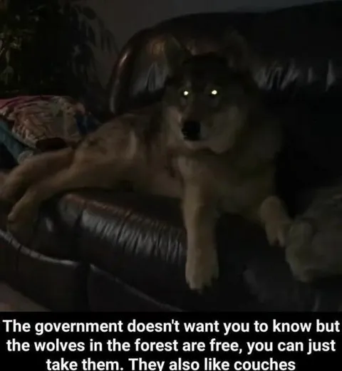 Wolves in the Forest Are Free